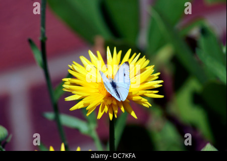 PAPILLON SUR PISSENLIT Banque D'Images