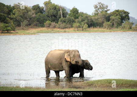 Lankesian la mère et l'enfant d'éléphant de boire dans le lac, le Parc National de Minneriya, Sri Lanka Banque D'Images