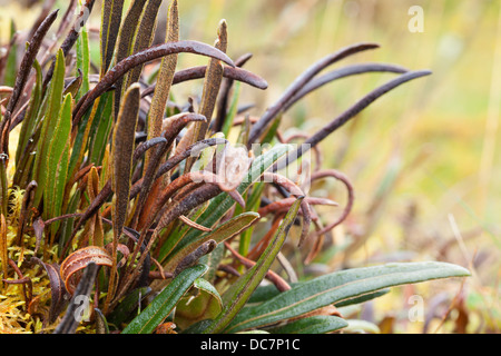 Une vue rapprochée d'un amas de fines lames de plantes vertes et brunes ressemblant à de l'herbe, certaines recourbées et séchées, émergeant d'un lit de mousse jaunâtre. Les lames sont légèrement recouvertes de givre, ce qui leur donne un Banque D'Images