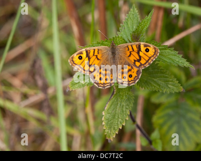 Un mur brown butterfly, nom latin Lasiommata megera reposant sur une feuille d'ortie Banque D'Images