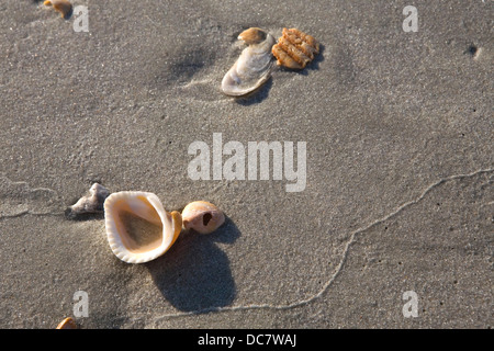 Les coquillages échoués sur la plage à l'île de Pawley, SC. Photo par Janet Porter Fiérement Banque D'Images