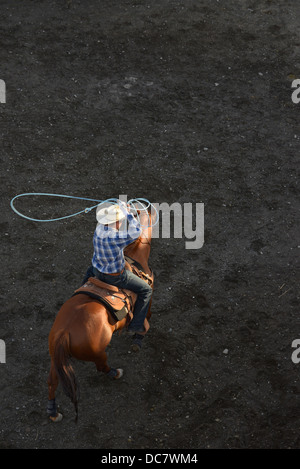 La pratique de Cowboy roping avant que le chef Joseph Jours Rodeo dans Joseph, Oregon. Banque D'Images