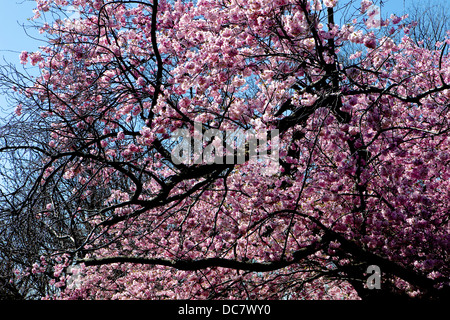 Accolade Cerisier, prunus 'accolade', Royal Botanical Garden, Burlington, ON Banque D'Images