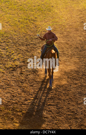 La pratique de Cowboy roping avant que le chef Joseph Jours Rodeo dans Joseph, Oregon. Banque D'Images