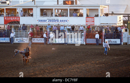 Cowboy de tomber de son cheval durant la selle bronc événement au Chef Joseph Jours Rodeo dans Joseph, Oregon. Banque D'Images