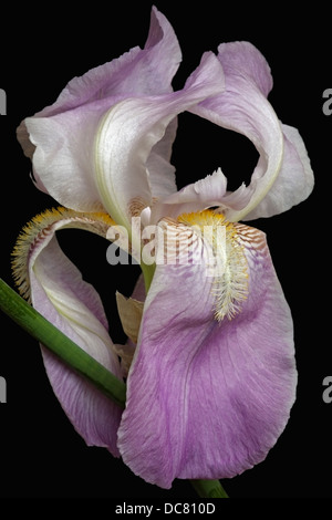 Iris (iris germanica), forme hybride Banque D'Images