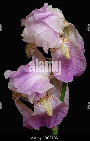 Iris (iris germanica), forme hybride Banque D'Images