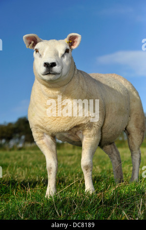 Arbre généalogique Texel moutons en pâturage, Lancashire, Royaume-Uni. Banque D'Images