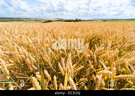 Des épis de blé, céréales, en champ de blé, des champs de blé, Wheatfield, en été. Paysages Paysage Banque D'Images