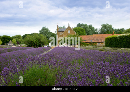 Champs de lavande à Norfolk, en Angleterre. Pour profiter des champs de lavande, voir la lavande collection nationale. Banque D'Images