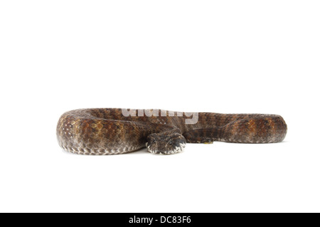 Death Adder photographié sur un fond blanc, ajusté de façon numérique prêt pour easy cut-out Banque D'Images