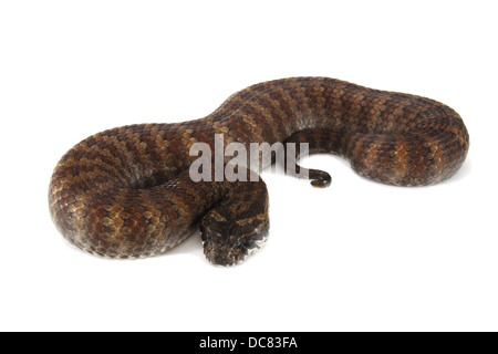 Death Adder photographié sur un fond blanc, ajusté de façon numérique prêt pour easy cut-out Banque D'Images