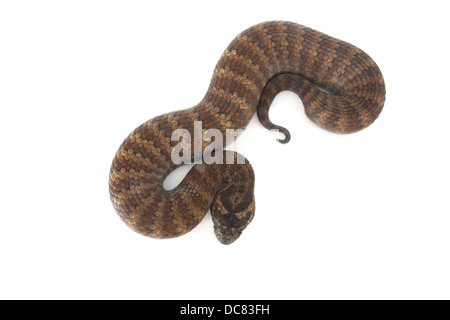 Death Adder photographié sur un fond blanc, ajusté de façon numérique prêt pour easy cut-out Banque D'Images