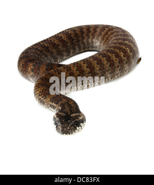Death Adder photographié sur un fond blanc, ajusté de façon numérique prêt pour easy cut-out Banque D'Images