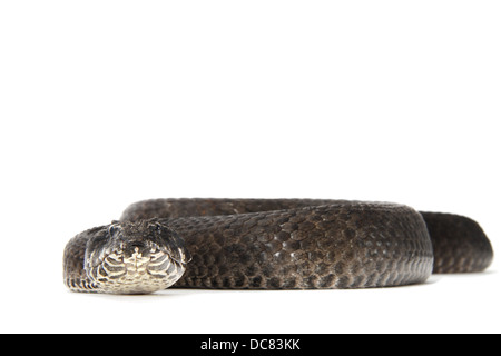 Death Adder photographié sur un fond blanc, ajusté de façon numérique prêt pour easy cut-out Banque D'Images