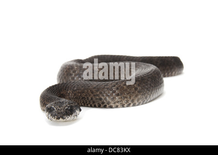 Death Adder photographié sur un fond blanc, ajusté de façon numérique prêt pour easy cut-out Banque D'Images