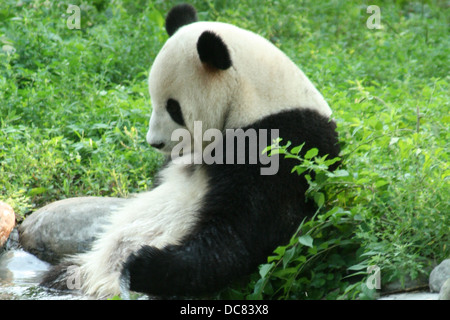 PANDA GÉANT jouant dans l'eau Banque D'Images