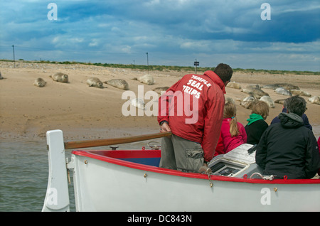 Observation des phoques communs Phoca vitulina sur une banque de sable à Blakeney point Norfolk Banque D'Images