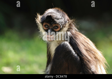 Singe araignée de Geoffroy (Ateles geoffroyi), également connu sous le nom de singe araignée aux mains noires Banque D'Images