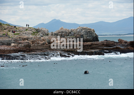 Baleine franche australe (Eubalaena australis), Hermanus, Western Cape, Afrique du Sud Banque D'Images