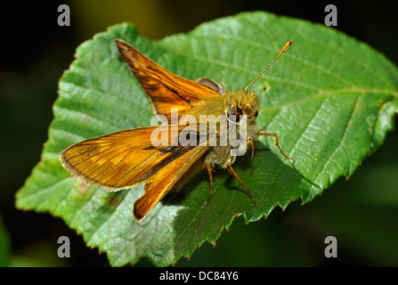 Grand Skipper Butterfly - Ochlodes venata, homme On leaf Banque D'Images