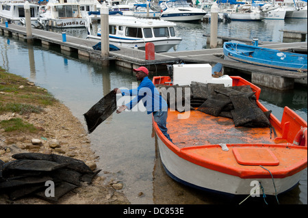 Livraison d'huîtres fraîches au bar à huîtres, Knysna waterfront, Knysna, Western Cape, Afrique du Sud Banque D'Images