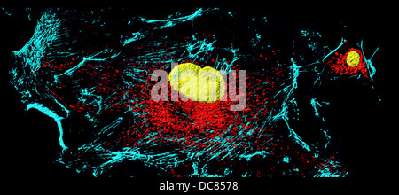 Les microfilaments (bleu), les mitochondries (rouge), et les noyaux (jaune) dans les cellules fibroblastes Banque D'Images