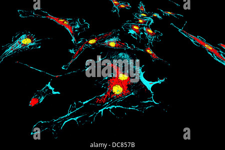 Les microfilaments (bleu), les mitochondries (rouge), et les noyaux (jaune) dans les cellules fibroblastes Banque D'Images