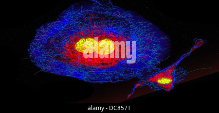 Les microfilaments (bleu), les mitochondries (rouge), et les noyaux (jaune) dans les cellules fibroblastes Banque D'Images