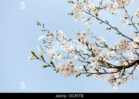 Une branche de fleur de cerisier Banque D'Images