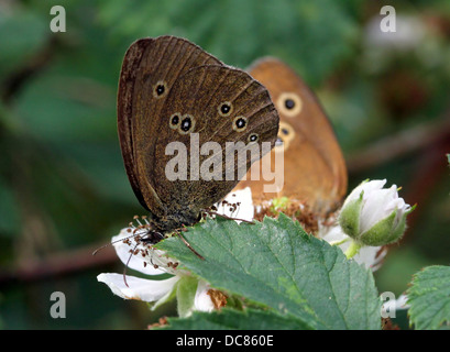 Macro image d'un Satyre fauve (Aphantopus hyperantus brun) alimentation papillon sur une fleur avec un autre dans l'arrière-plan Banque D'Images