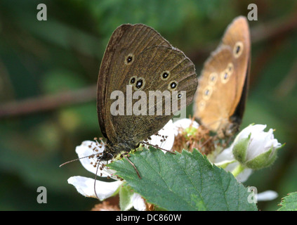 Macro image d'un Satyre fauve (Aphantopus hyperantus brun) alimentation papillon sur une fleur avec un autre dans l'arrière-plan Banque D'Images