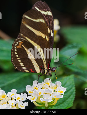 Close-up of a zebra longwing (Heliconius charitonius) butterfly se nourrissant de nectar. C'est l'état de papillon de la Floride. Banque D'Images