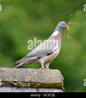 Bois commun pigeon (Columba palumbus) Préparation à la création d'un nid Banque D'Images