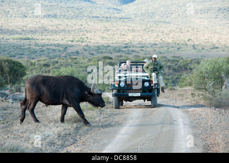 Buffalo (Syncerus caffer caffer) et safari véhicule, Kwandwe Game Reserve, Afrique du Sud Banque D'Images