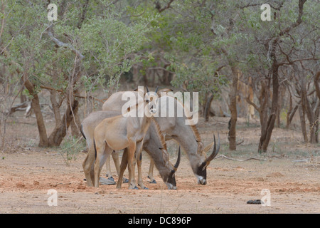 L'antilope rouanne (Hippotragus equinus) à la recherche des minéraux dans un Parc Régional W salina , Parc W Banque D'Images