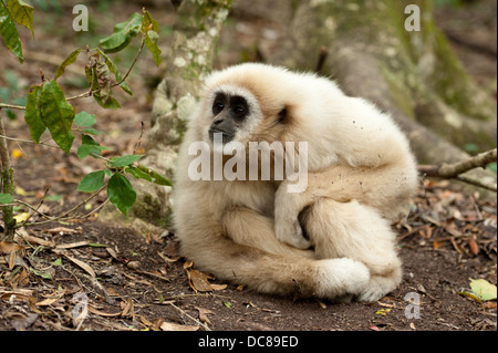 White remis Gibbon aka gibbons (Hylobates lar), Monkeyland, Plettenberg Bay, Afrique du Sud Banque D'Images