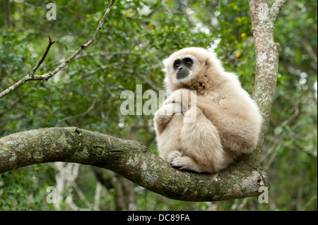 White remis Gibbon aka gibbons (Hylobates lar), Monkeyland, Plettenberg Bay, Afrique du Sud Banque D'Images