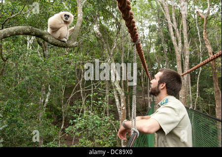 À la ranger dans un Livre blanc remis Gibbon aka Gibbons, Monkeyland, Plettenberg Bay, Afrique du Sud Banque D'Images