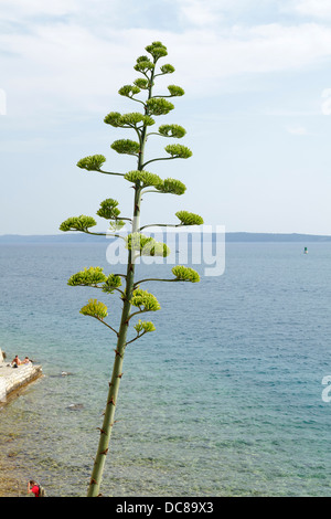 La ville de Rab, agave, île de Rab, le golf de Kvarner, Croatie Banque D'Images