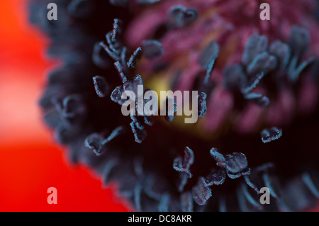 Poppy - Macro Shot Banque D'Images