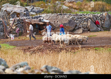 Les agriculteurs à leur animal Enclosure préparer le terrain pour le battage du blé dans les Andes péruviennes, l'Amérique du Sud. Banque D'Images