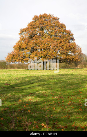 Les feuilles d'automne brun-orange sur la chaux commune ou tilleul en champ, Sutton, Suffolk, Angleterre Banque D'Images