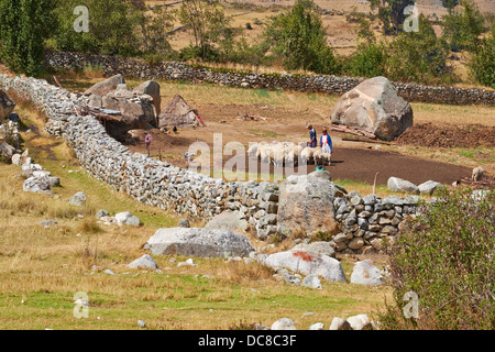 Les agriculteurs à leur animal Enclosure préparer le terrain pour le battage du blé dans les Andes péruviennes, l'Amérique du Sud. Banque D'Images