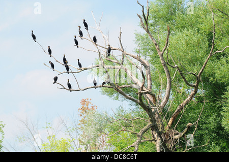 De grands cormorans noirs perchées dans le bois mort.(Phalacrocorax carbo) Banque D'Images
