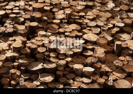 Fermer la vue des extrémités des grumes bois empilé bois de pin dans la forêt en attente de transports pour usage commercial. L'Écosse, Royaume-Uni Banque D'Images