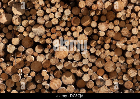 Fermer la vue des extrémités des grumes bois empilé bois de pin dans la forêt en attente de transports pour usage commercial. L'Écosse, Royaume-Uni Banque D'Images