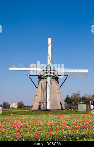 Moulin à vent hollandais dans un tulipfield in Holland Banque D'Images