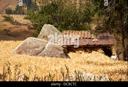 Une grange dans un champ d'orge sur une ferme dans les Andes péruviennes, l'Amérique du Sud. Banque D'Images