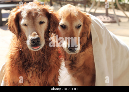 Hommes et femmes Senior golden retriever blottis sous une couverture. Banque D'Images